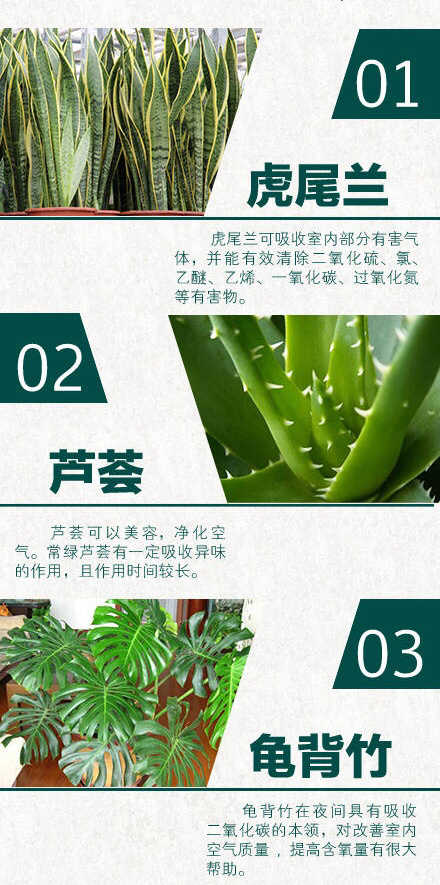 24种室内天然空气净化器绿植,净无忧室内污染净化剂