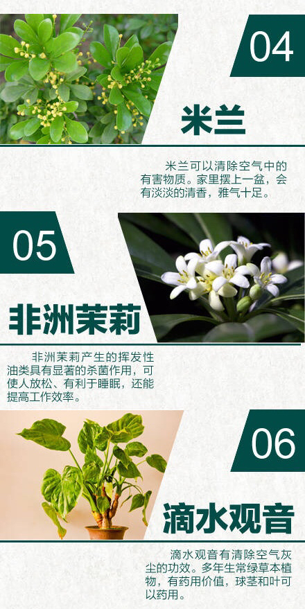 24种室内天然空气净化器绿植,净无忧室内污染净化剂