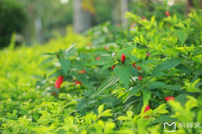 三亚旅游全攻略带孩子必玩,带小孩感受阳光与海滩