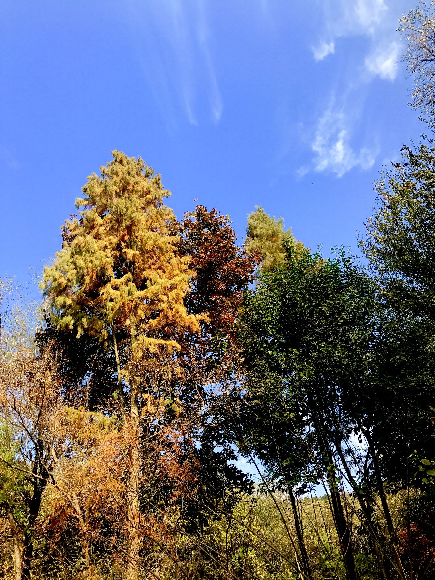 花乡茶谷最好的地方,冬日花乡茶谷