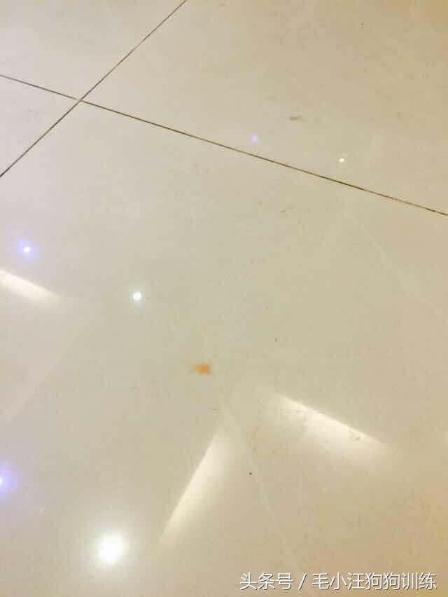 先天性疾病萨摩耶,小萨摩耶得了犬瘟和细小