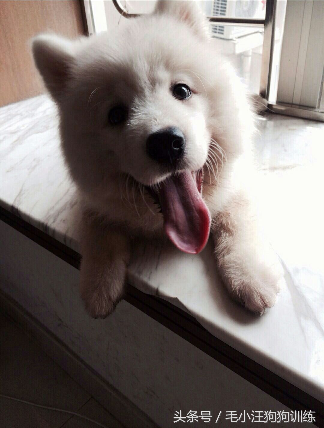 先天性疾病萨摩耶,小萨摩耶得了犬瘟和细小