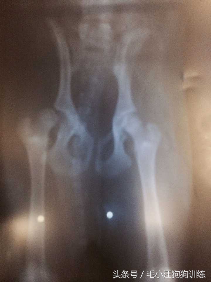 先天性疾病萨摩耶,小萨摩耶得了犬瘟和细小