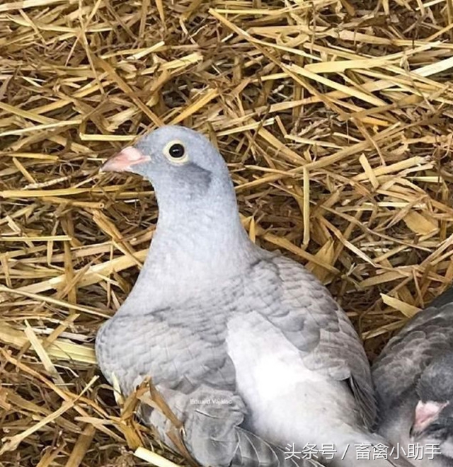 鸽子突然变瘫短时间死亡,鸽子突然变成僵尸的原因