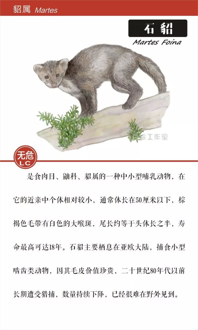 给你带来温暖和短暂时尚的皮草，你想知道背后的故事吗？