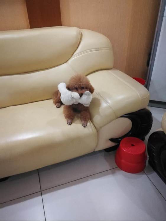 泰迪被领养舍不得原主人,领养泰迪被欺负