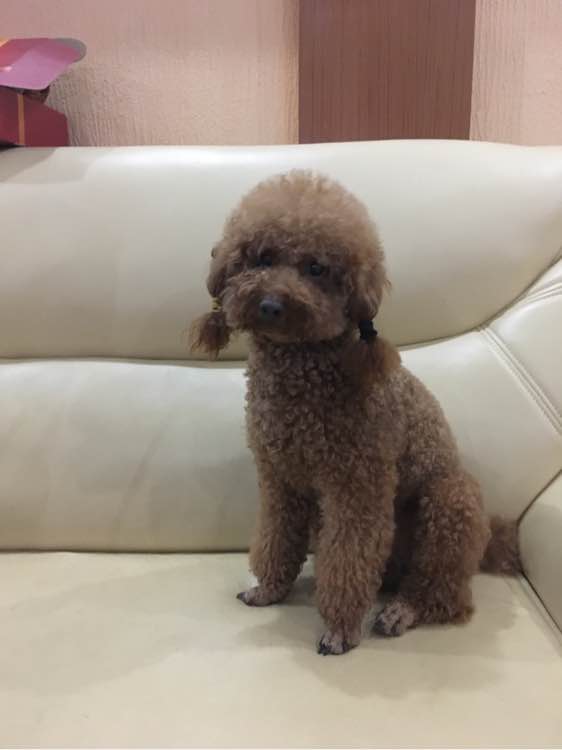 泰迪被领养舍不得原主人,领养泰迪被欺负