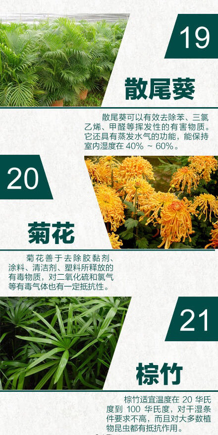 24种室内天然空气净化器绿植,净无忧室内污染净化剂