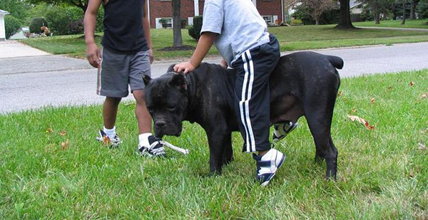 卡斯罗狗狗厉害吗,卡斯罗狗狗视频