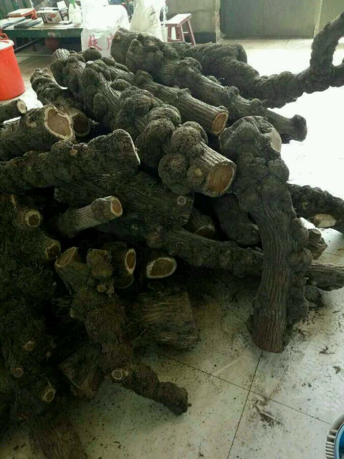 造假瘤疤崖柏手串,崖柏瘤疤手串为何会有小洞