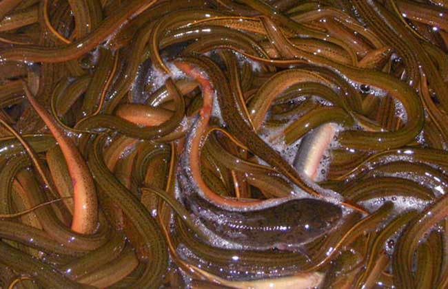 防治黄鳝疾病用什么药,治疗黄鳝病的药