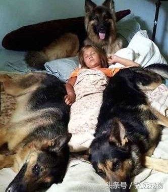 狗狗喜欢睡床的理由是这样的。。。