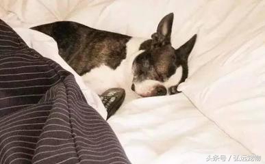 狗狗喜欢睡床的理由是这样的。。。