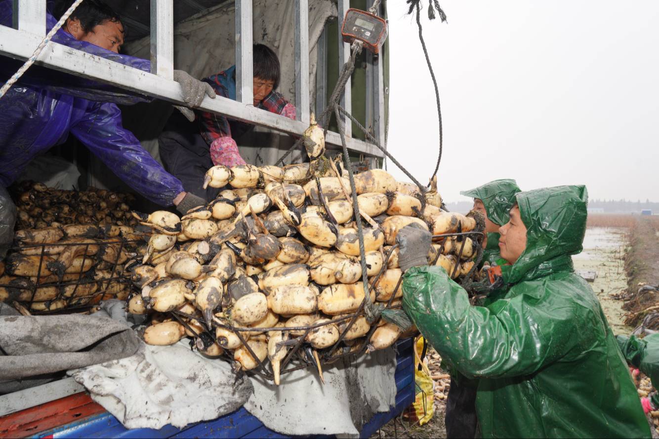 宜兴联星村走上脱贫致富路，昔日涝田变丰收藕塘
