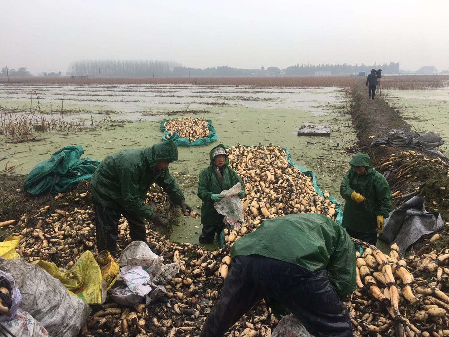 宜兴联星村走上脱贫致富路，昔日涝田变丰收藕塘