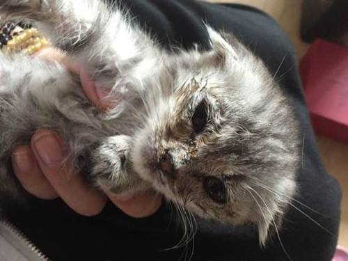 警惕：你的猫真是感冒那么简单吗？不可轻视的猫鼻支诊断及治疗！