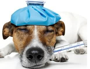 细小犬瘟是怎么传播的,细小犬瘟会传染给兔子吗