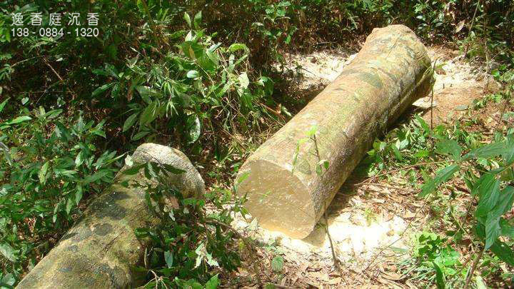 沉香树是香的吗,沉香树有几种叫法