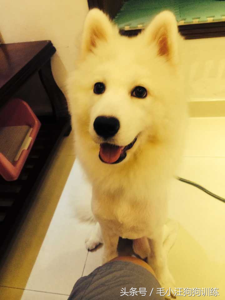 先天性疾病萨摩耶,小萨摩耶得了犬瘟和细小