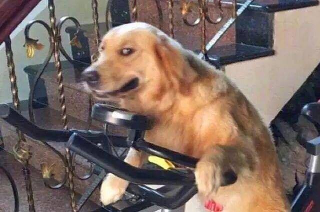 老爸喝醉教金毛骑自行车,爸爸喝醉了让狗骑车