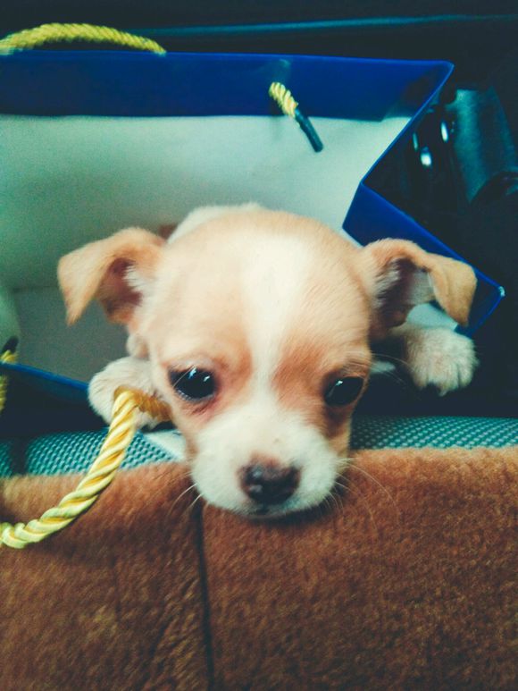 狗狗全身抽搐吐白沫吐血怎么回事,我家狗狗今天吐血不知怎么回事