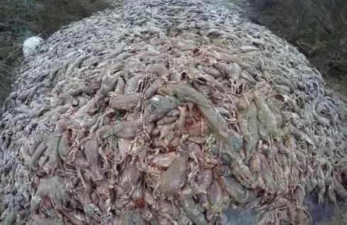 给你带来温暖和短暂时尚的皮草，你想知道背后的故事吗？