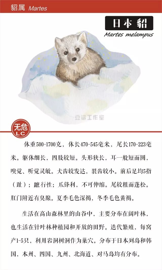 给你带来温暖和短暂时尚的皮草，你想知道背后的故事吗？