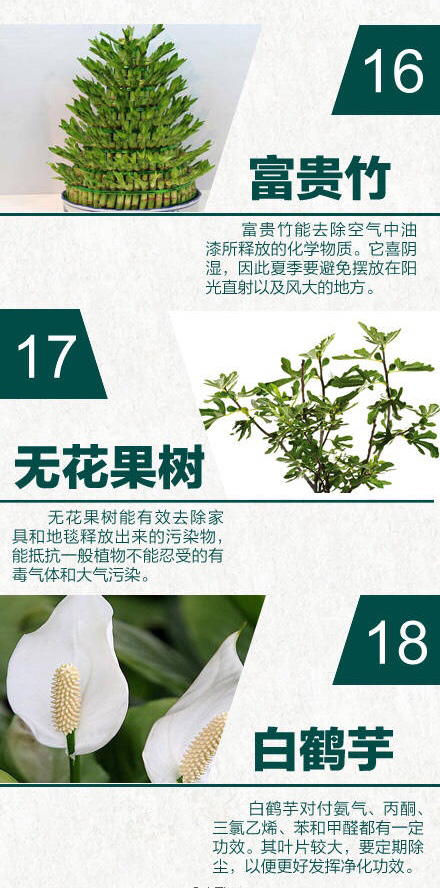 24种室内天然空气净化器绿植,净无忧室内污染净化剂