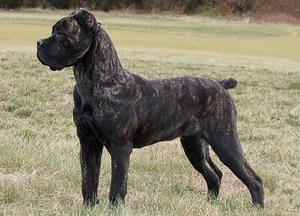 卡斯罗狗狗厉害吗,卡斯罗狗狗视频