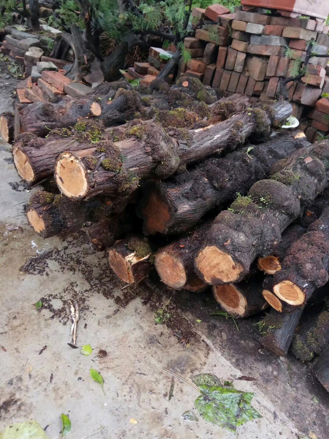 造假瘤疤崖柏手串,崖柏瘤疤手串为何会有小洞