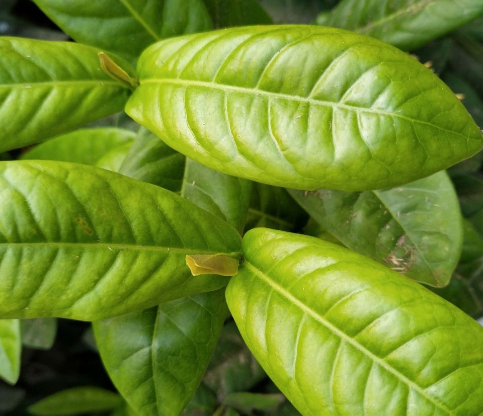 努比亚z17s,nubiaz17s上手