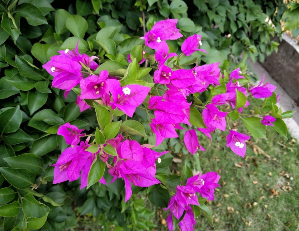 努比亚z17s,nubiaz17s上手