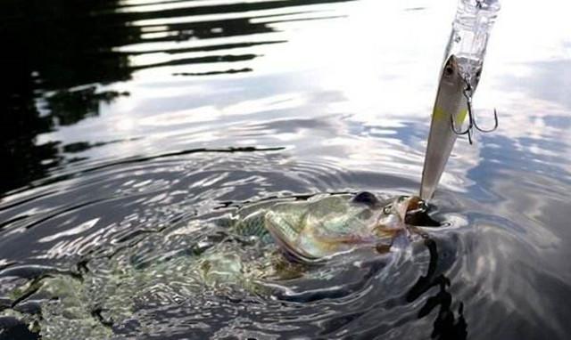 路亚新手入门抛投必学技巧,路亚钓罗非鱼教学路亚抛投