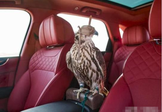 22款宾利添越长轴版美国售价,宾利添越双拼定制版