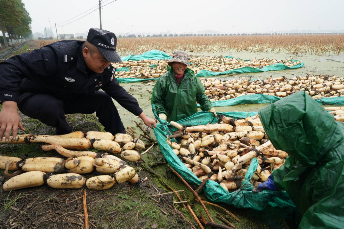 宜兴联星村走上脱贫致富路，昔日涝田变丰收藕塘