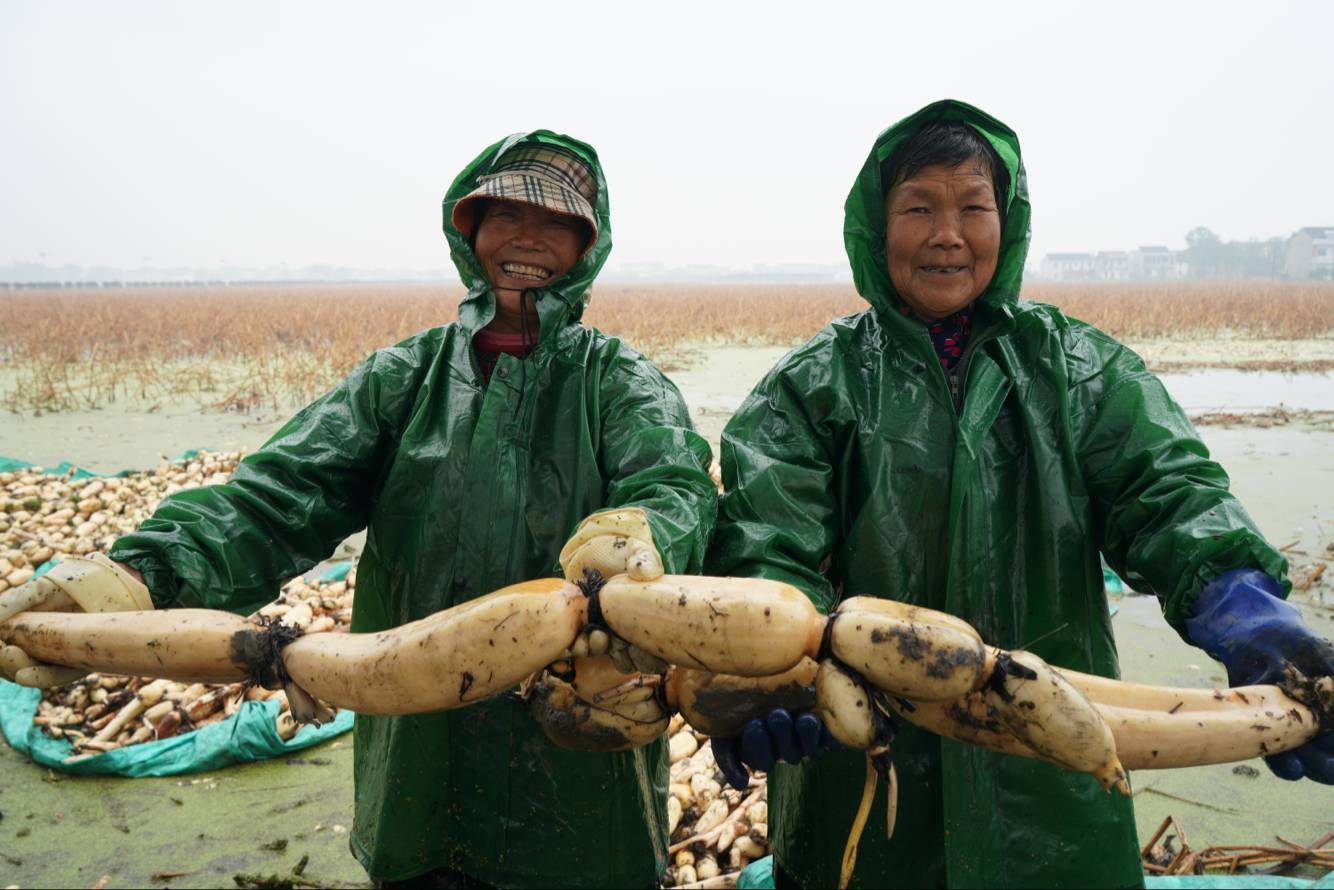 宜兴联星村走上脱贫致富路，昔日涝田变丰收藕塘