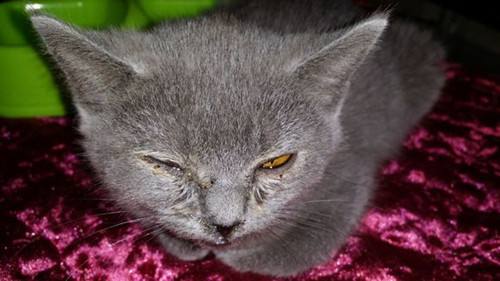 警惕：你的猫真是感冒那么简单吗？不可轻视的猫鼻支诊断及治疗！