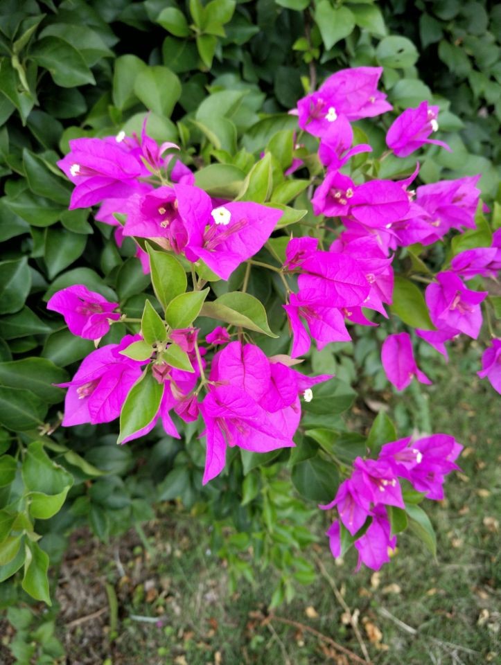 努比亚z17s,nubiaz17s上手