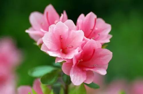 杜鹃花闷根怎么办,杜鹃花冻死怎么救活