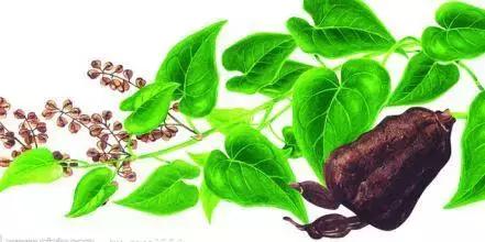 残败的菊花可以剪掉吗,野菊花开败后怎么处理