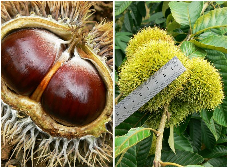 来肇庆端州旅游去哪玩,去肇庆市旅游带什么手信