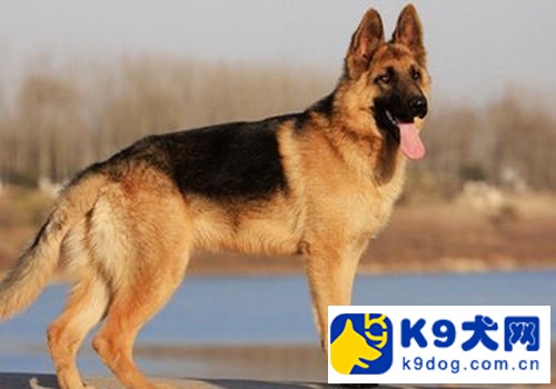 美国k9德牧,k9平背德牧