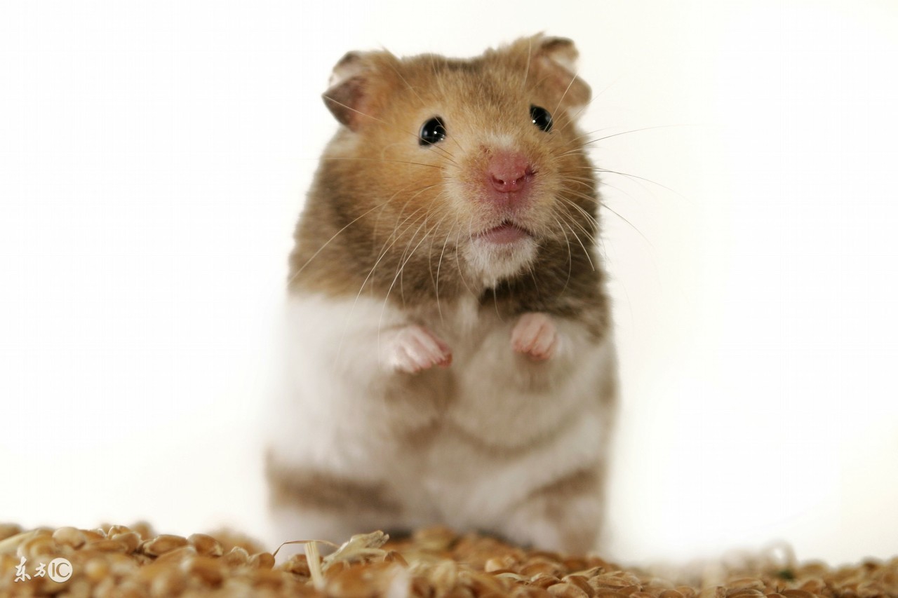 1984年属鼠的是什么性格,属鼠人的性格特征解析