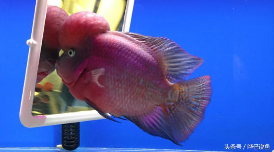 最经典的罗汉鱼,奇特罗汉鱼