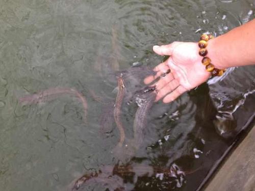 女子养泥鳅一年赚8000万,90后小伙2万元养泥鳅