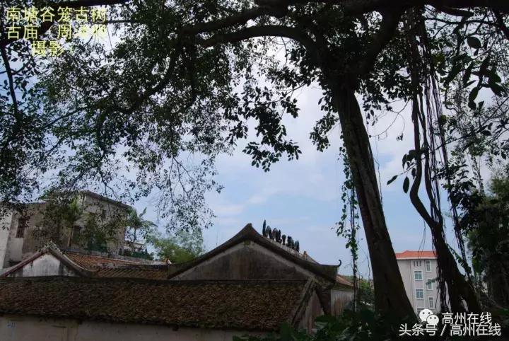 高州南塘镇风景,茂名高州农村田野风景