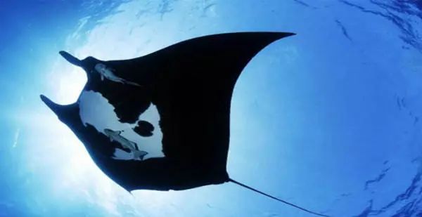 马尔代夫玛娜法鲁岛浮潜,马尔代夫玛娜法鲁岛沙滩