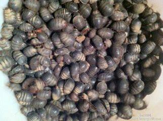 最挣钱的养殖业养殖什么不愁销路,穷人养殖什么最挣钱新型养殖业