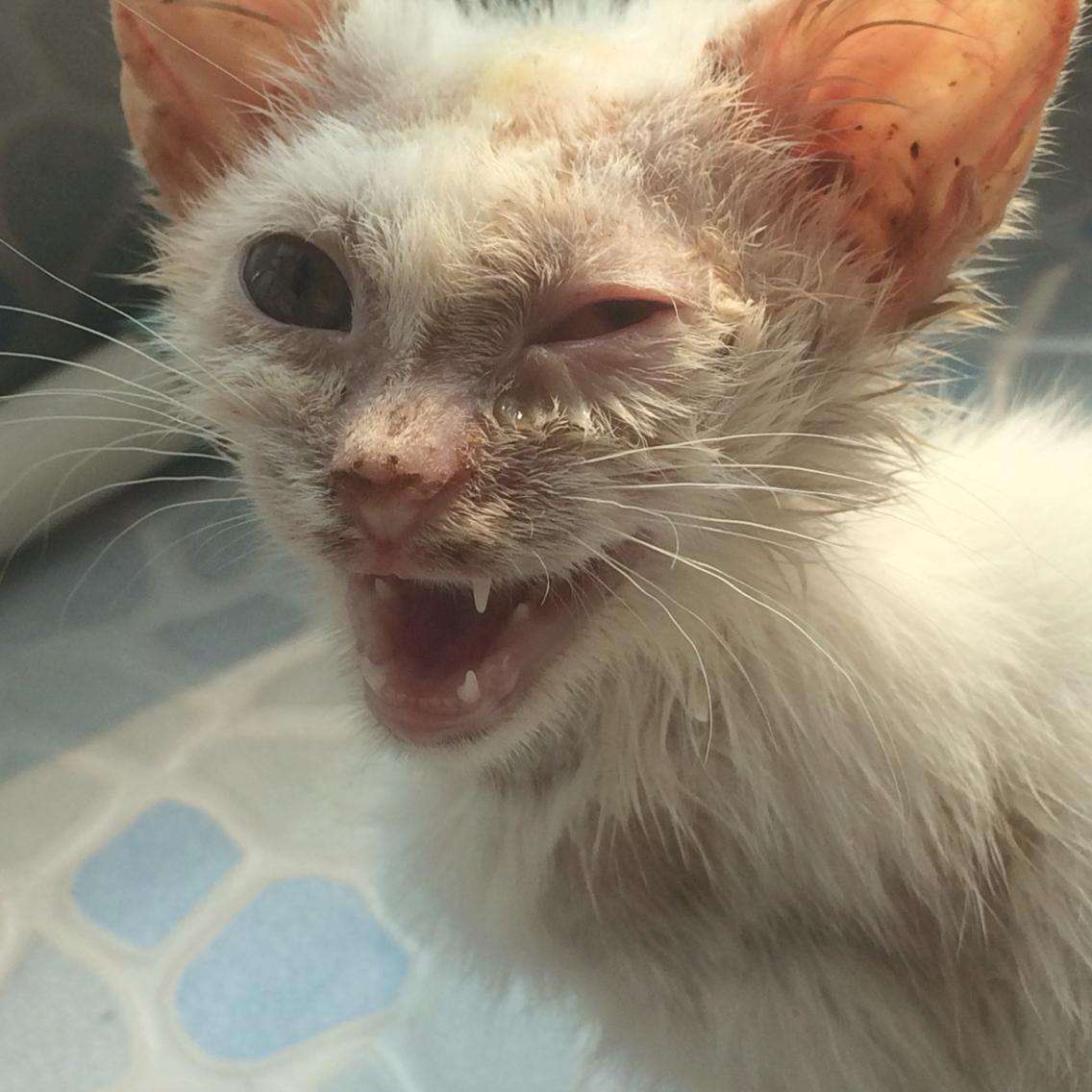 警惕：你的猫真是感冒那么简单吗？不可轻视的猫鼻支诊断及治疗！