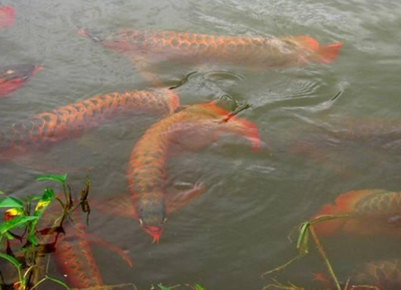 台湾军官看致富经后回大陆,台湾退役将军电视节目